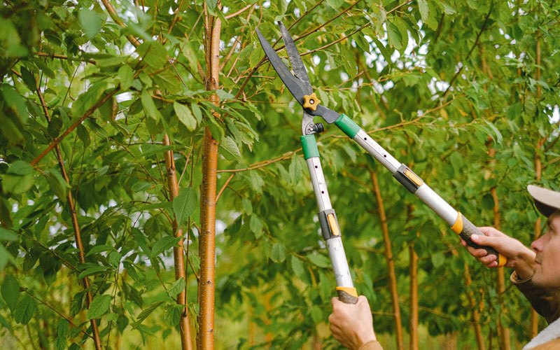 Tree trimming in Walcott, ND